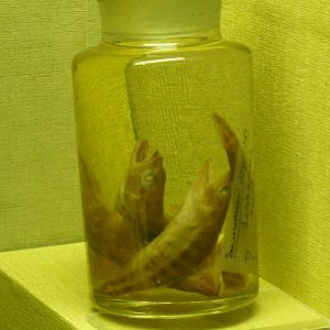 Serranus scriba wet specimens