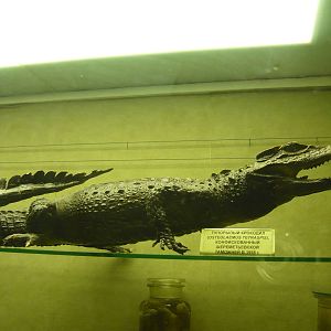 Dwarf crocodile confiscated by customs