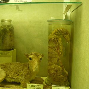Saiga calf and Caspian monitor specimens
