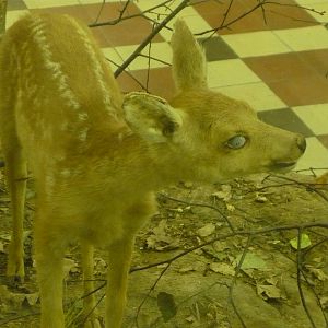 Creepy-looking fawn
