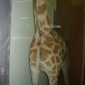 Giraffe's scars