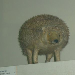Mounted Greater hedgehog tenrec