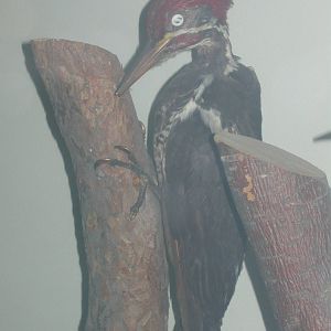 Mounted Lineated woodpecker