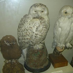 Mounted Snowy owls