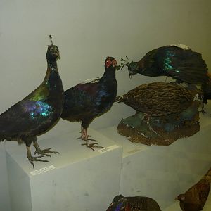 Mounted Pheasants