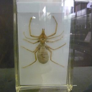 Galeodes fumigatus wet specimen