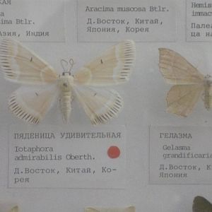 Part of Geometridae collection