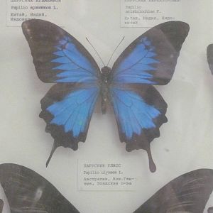 Papilio ulysses