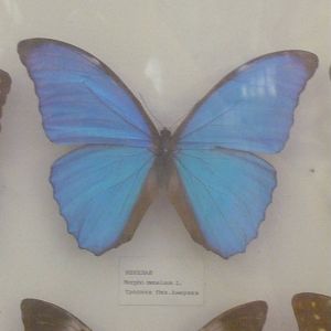 Morpho menelaus