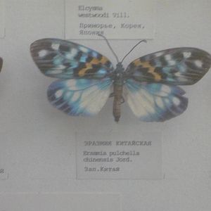Erasmia pulchella