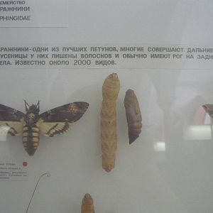 Part of Sphingidae collection