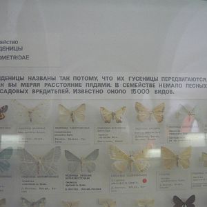 Part of Geometridae collection