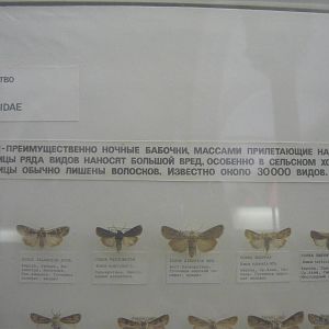 Part of Noctuidae collection