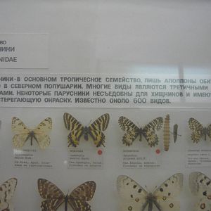 Part of Papilionidae collection