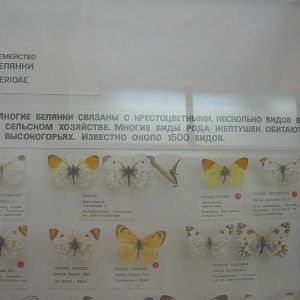 Part of Pieridae collection
