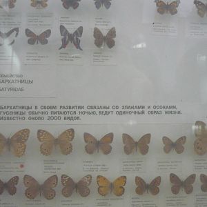 Part of Satyridae collection