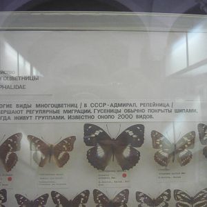 Part of Nymphalidae collection