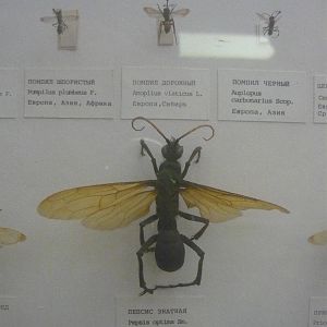 Part of Pompilidae collection