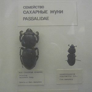Passalidae