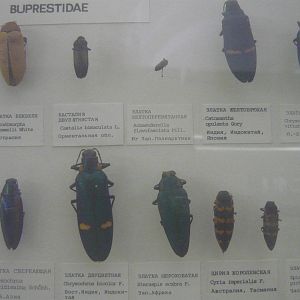 Part of Bupestridae collection