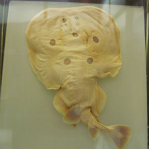 Electric ray wet specimen