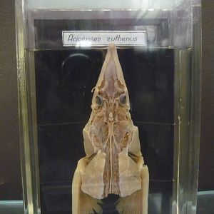 Sturgeon brain wet specimen