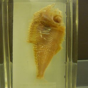 Hatchetfish wet specimen