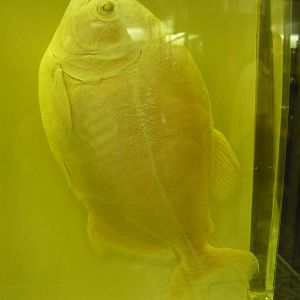 Piranha wet specimen