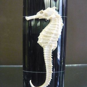 Seahorse wet specimen