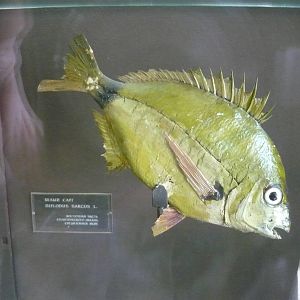 Mounted Diplodus sargus