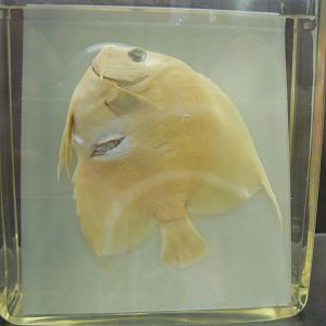 Angelfish wet specimen