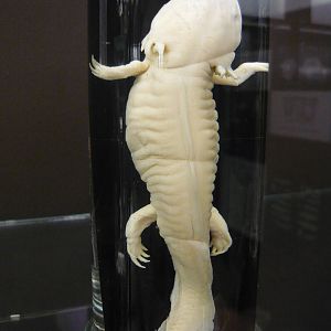 Axolotl wet specimen