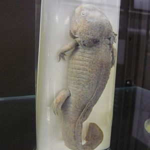 Axolotl wet specimen