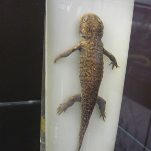 Ambystoma wet specimen