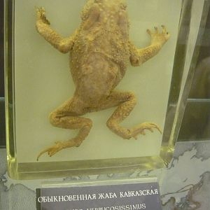 Bufo verrucosissimus wet specimen