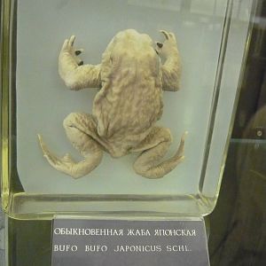 Bufo japonicus wet specimen