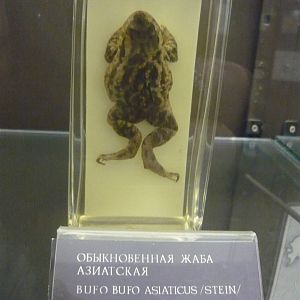 Bufo bufo asiaticus wet specimen