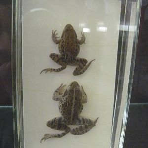 Rana macrocnemis wet specimens