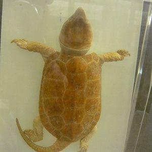 Platysternon megacephalum wet specimen