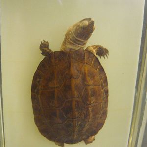Turtle wet specimen
