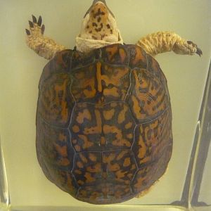 Terrapene carolina wet specimen