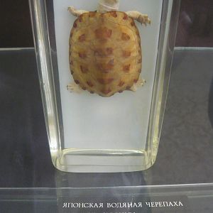 Mauremys japonica wet specimen