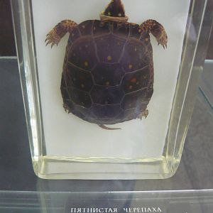 Clemmys guttata wet specimen