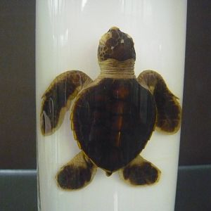 Juvenile Chelonia mydas wet specimen