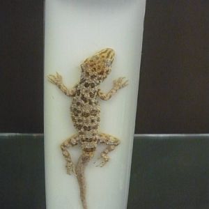 Cyrtopodion caspius wet specimen