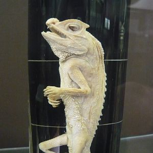 Lyriocephalus scutatus wet specimen