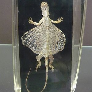 Draco volans wet specimen