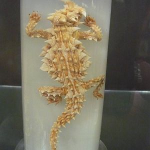 Moloch horridus wet specimen