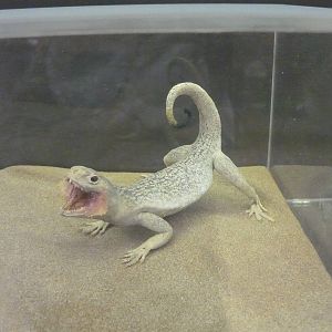 Mounted Phrynocephalus mystaceus