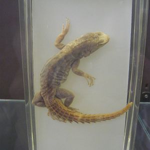 Oplurus wet specimen